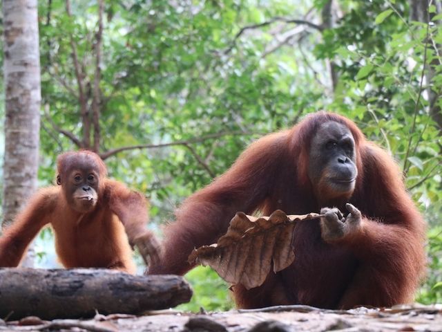 Orang-Utan-Mutter mit Jungtier