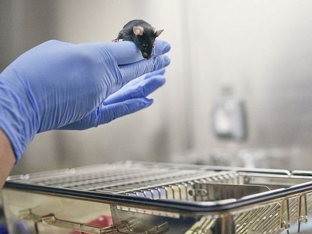 Hände mit Nitrilhandschuhen in einem Labor, auf welchen eine schwarze Maus sitzt