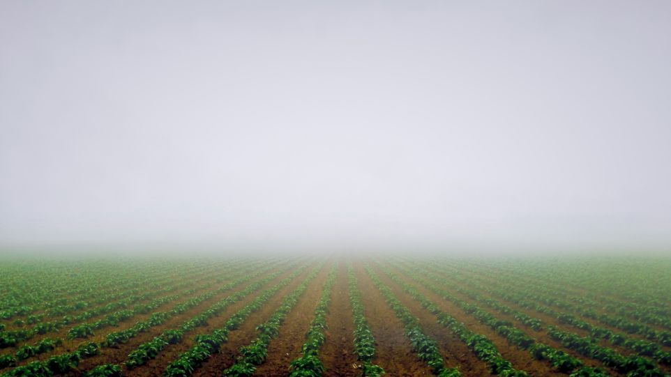 Feld