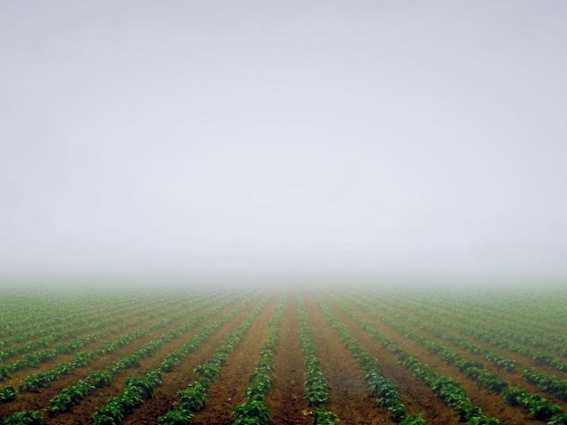 Feld