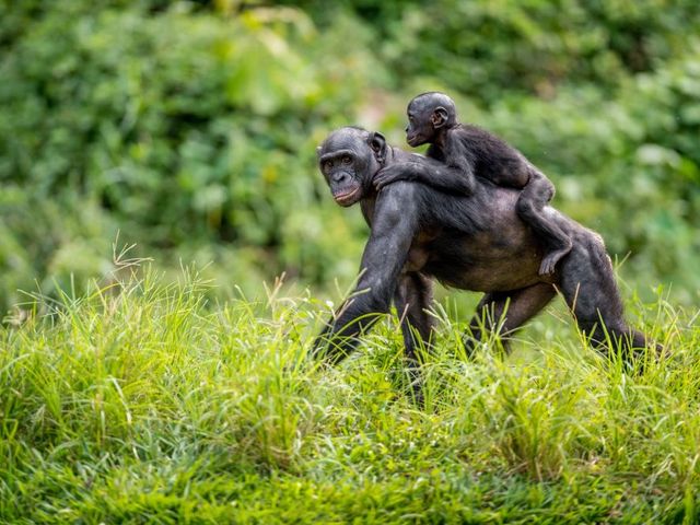 Bonobo mother with baby on her back