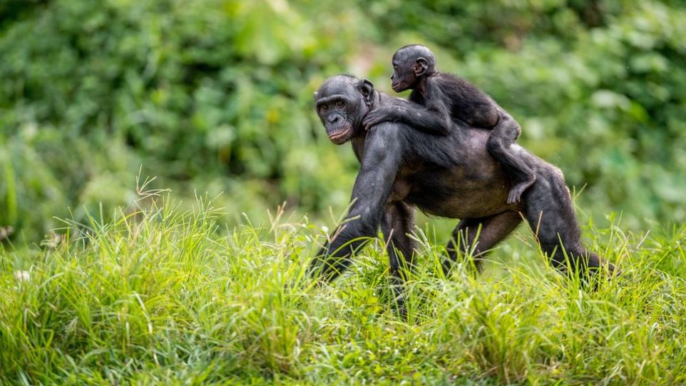 Bonobo mother with baby on her back