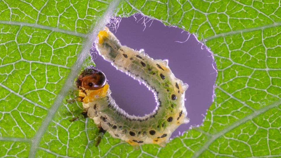 Larve auf einem Blatt