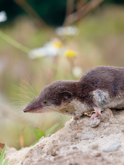 Die Feldspitzmaus (Crocidura leucodon) gilt als natürliches Reservoir von Bornaviren. Bild: Saxifraga / Rudmer Zwerver