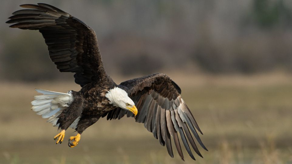 Seeadler im Flug