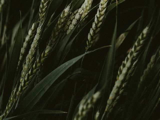 Wheat field in close-up