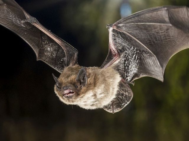 Nahaufnahme einer fliegenden Fledermaus. 