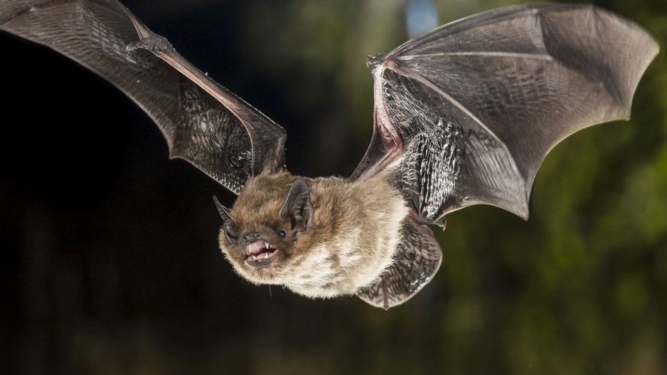 Nahaufnahme einer fliegenden Fledermaus. 