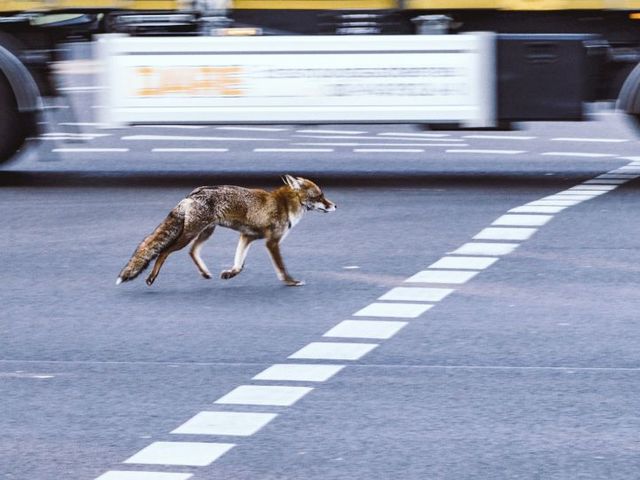 Fox on a main road, a truck in the background