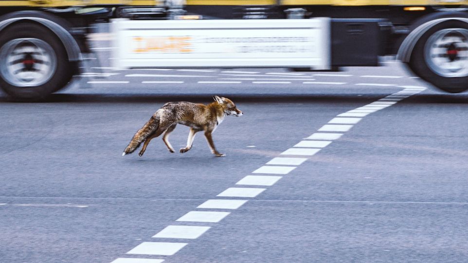 Foxes are now common in cities. Fox on a main road, a truck in the background