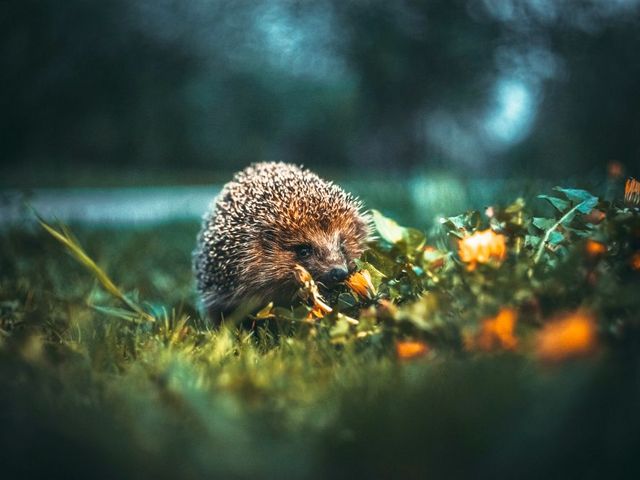 Igel in der Dämmerung