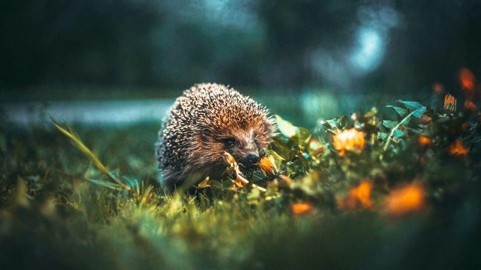 Gern in der Dämmerung unterwegs: Igel Igel in der Dämmerung