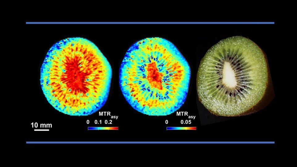 Non-invasive CEST-MRI of sugar (left) and amino acid distribution (right) in a kiwi (Actinidia deliciosa) MRI image of a kiwi