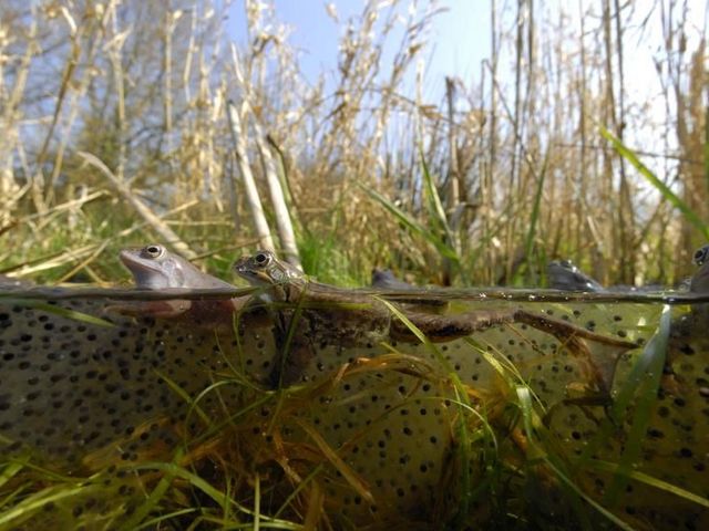 Moor frogs in a pond
