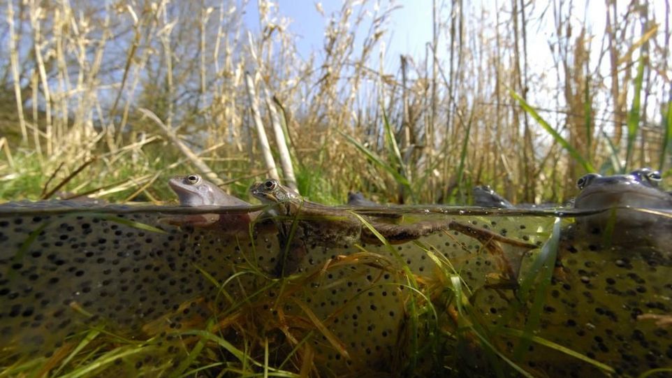 Male moor frogs in a pond Moor frogs in a pond