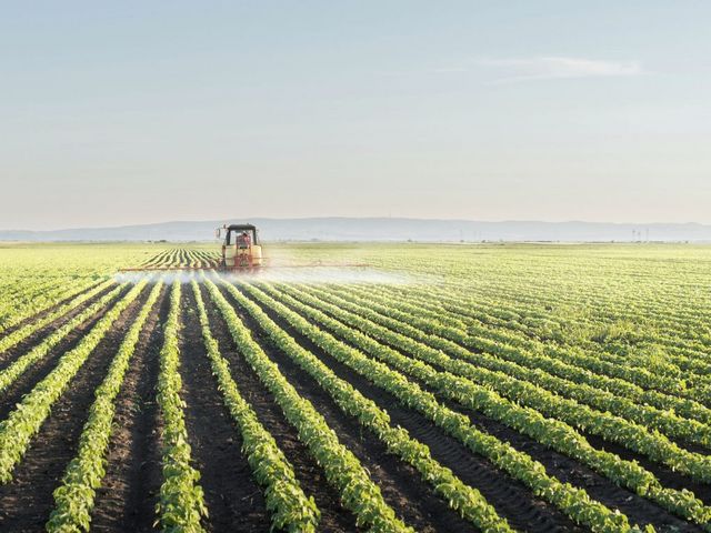 Maschine versprüht Pestizide auf einem Feld
