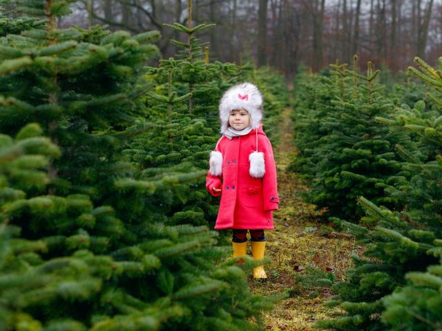 Kleines Mädchen inmitten einer Weihnachtsbaumplantage