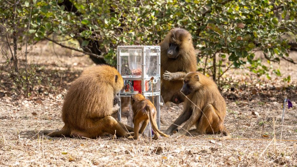 A male guinea baboon has been taught how to operate the feeder. This skill makes him attractive to females in the short term, while the males of the group remain unimpressed, although they also benefit from the extra food. Male guinea baboon operates a feeder, others watching