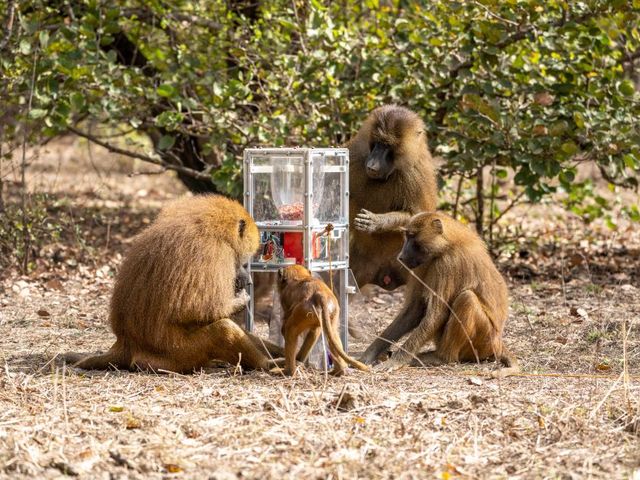 Male guinea baboon operates a feeder, others watching