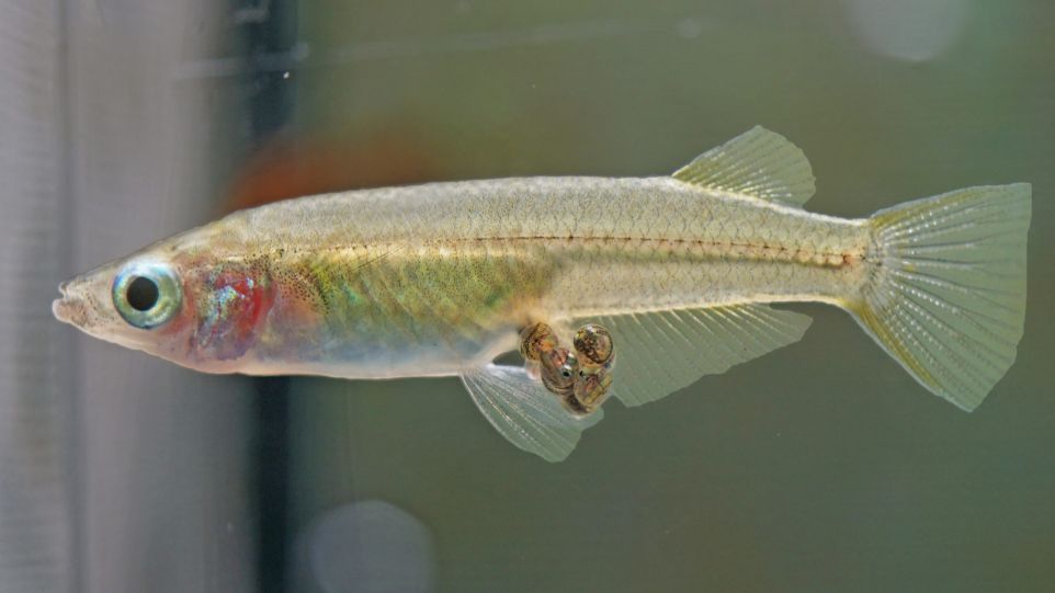 Breeding female ricefish