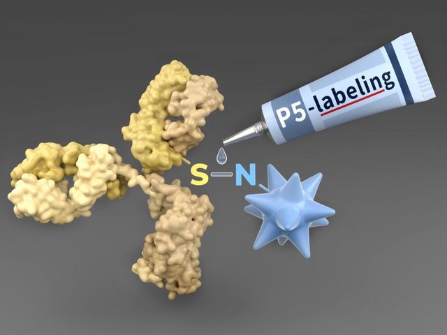 P5-Labeling-Technologie als molekularer Klebstoff zur Gewinnung von Antikörper-Wirkstoff-Konjugaten (ADCs) für klinische Phase-I-Studien gegen Krebs.