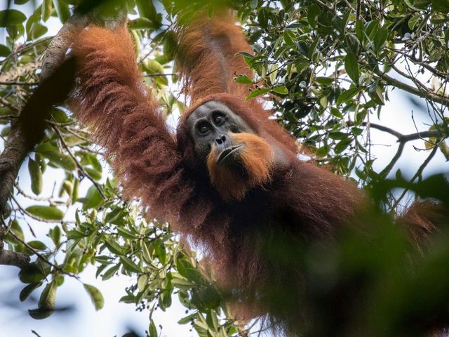 Orang-Utan im Baum 