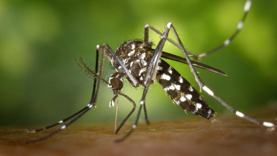 The Asian tiger mosquito (Aedes albopictus) is now also widespread in Europe and can transmit dangerous pathogens. Asian tiger mosquito