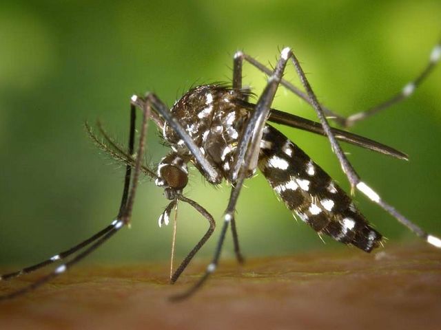 The Asian tiger mosquito (Aedes albopictus) is now also widespread in Europe and can transmit dangerous pathogens. Asian tiger mosquito