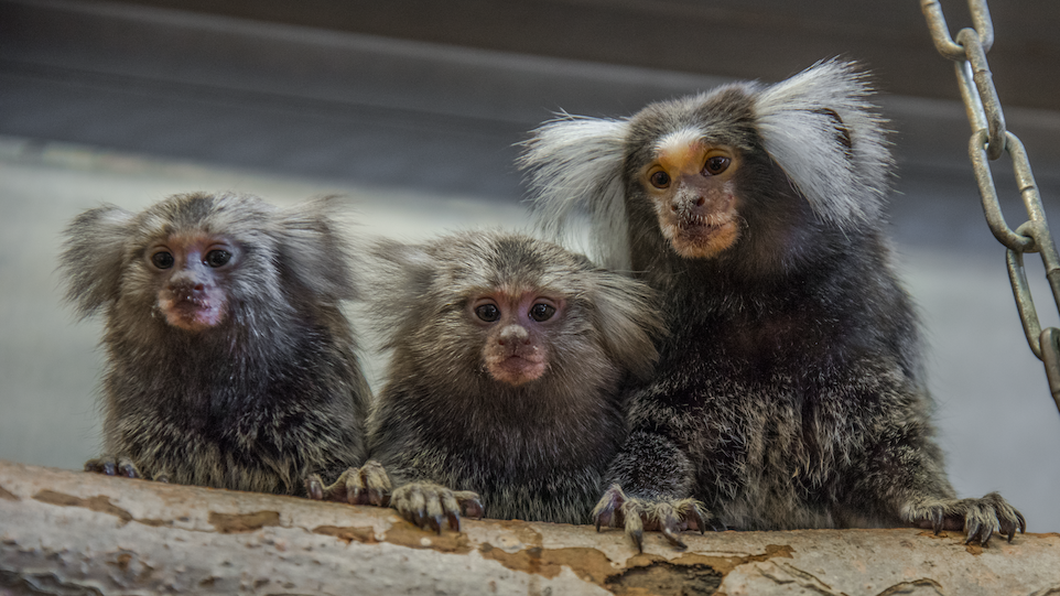 Three common marmosets at the DPZ, sitting on a tree trunk.