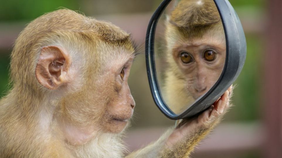 Affe, der sich in einem Spiegel anschaut