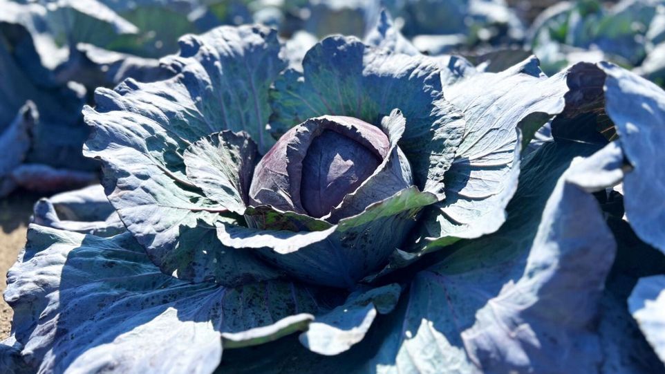 Rotkohl im Sonnenlicht