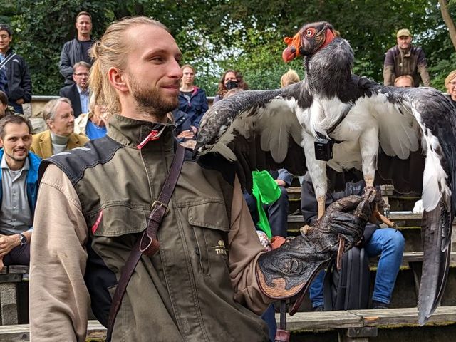 Geier mit Sender bei einer Vorführung im Tierpark Berlin