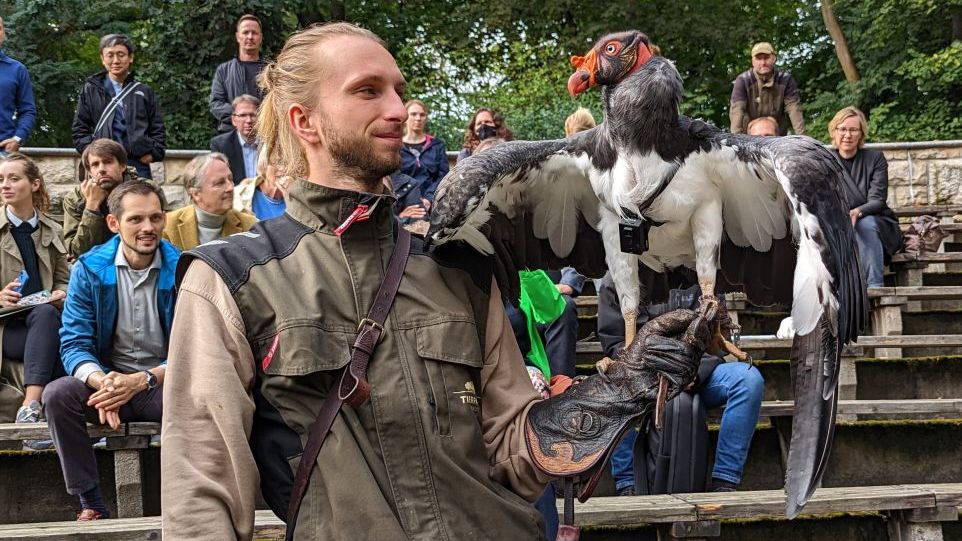 Neuartige Tiersender mit Kamera und KI sind Frühwarnsysteme für Umweltveränderungen Geier mit Sender bei einer Vorführung im Tierpark Berlin