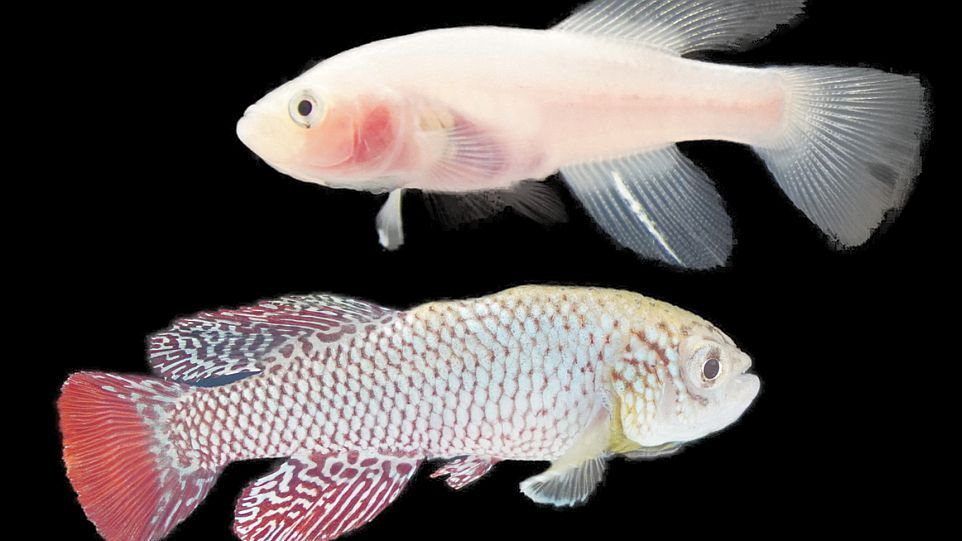[Translate to english:] Weiblicher Fisch der transparenten klara-Linie