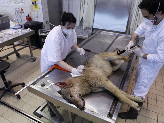 Wolf wird von zwei Forschenden seziert