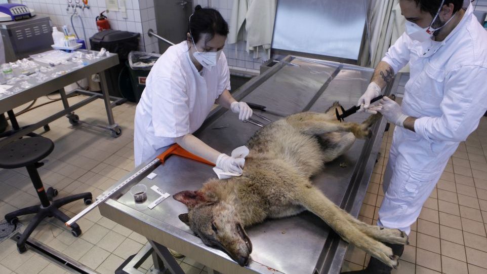 Wolf wird von zwei Forschenden seziert