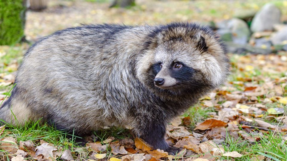 Close-up of a tanuki on a green forest floor with foliage.