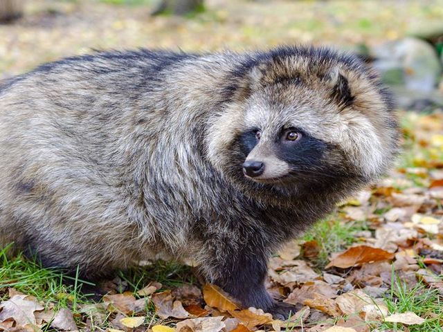 Close-up of a tanuki on a green forest floor with foliage.