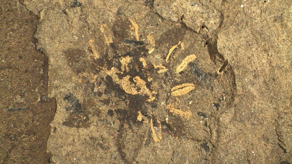 Fossil einer Blume 