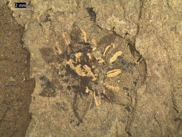 Fossil einer Blume 