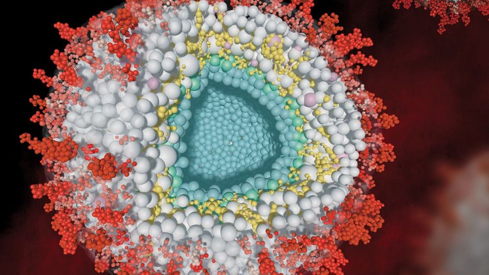 Modell eines Herpesvirus im Querschnitt