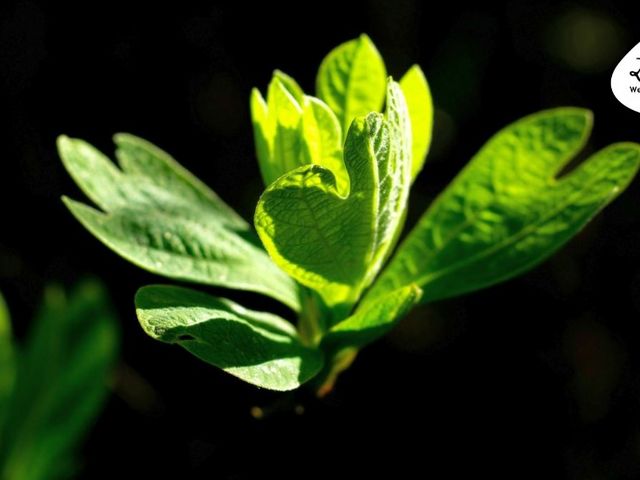 Pflanze im Sonnenlicht