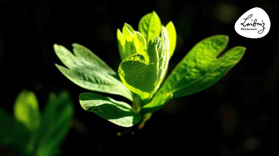Pflanze im Sonnenlicht