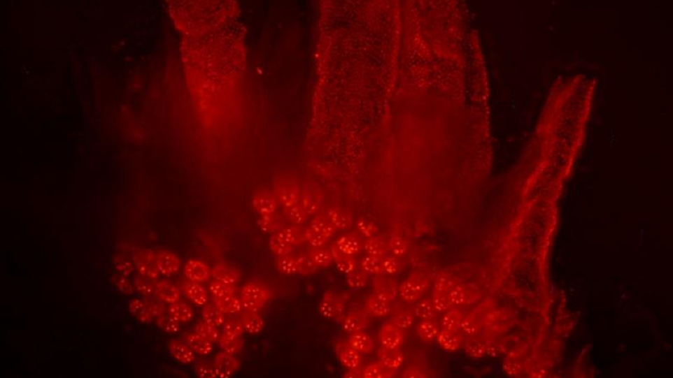 Fluoreszenzmikroskopische Aufnahme von Darmzellen Fluoreszenzmikroskopische Aufnahme von Darmzellen