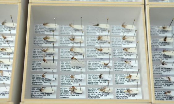 Mosquitoes on display
