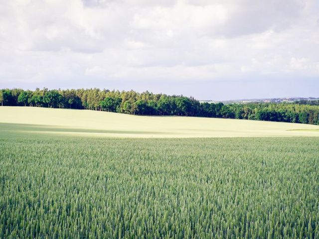 Weizenfeld