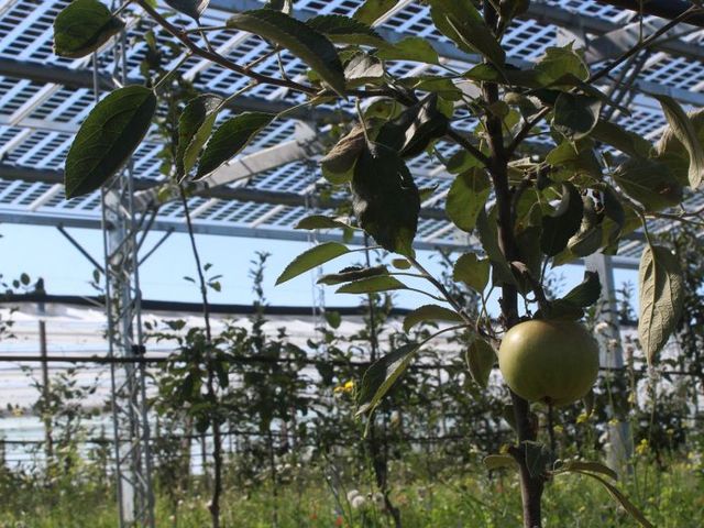 Apfelbäume unter Agri-PV-Anlage