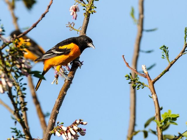 Orangener Pirol, schräg auf einem Ast sitzend