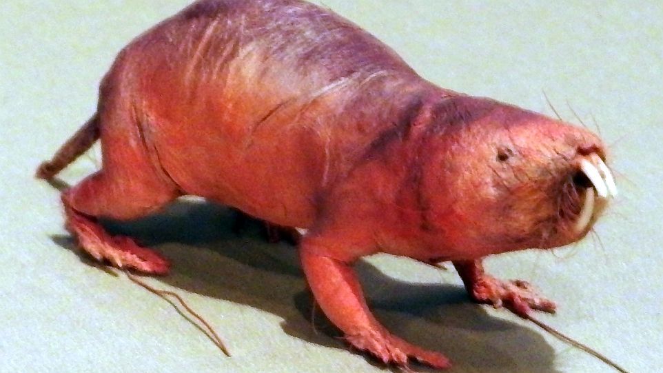 Nacktmull