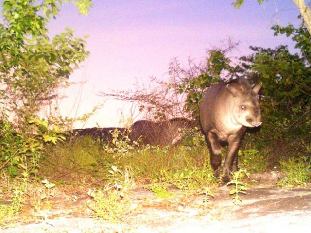 Flachlandtapir